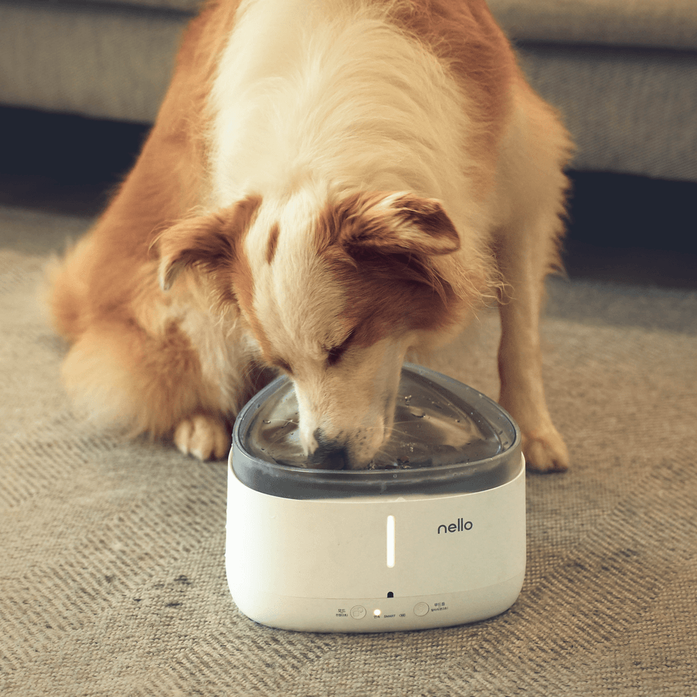 쿠쿠 넬로 펫 스마트 UV 급수기 NW-BS150UW