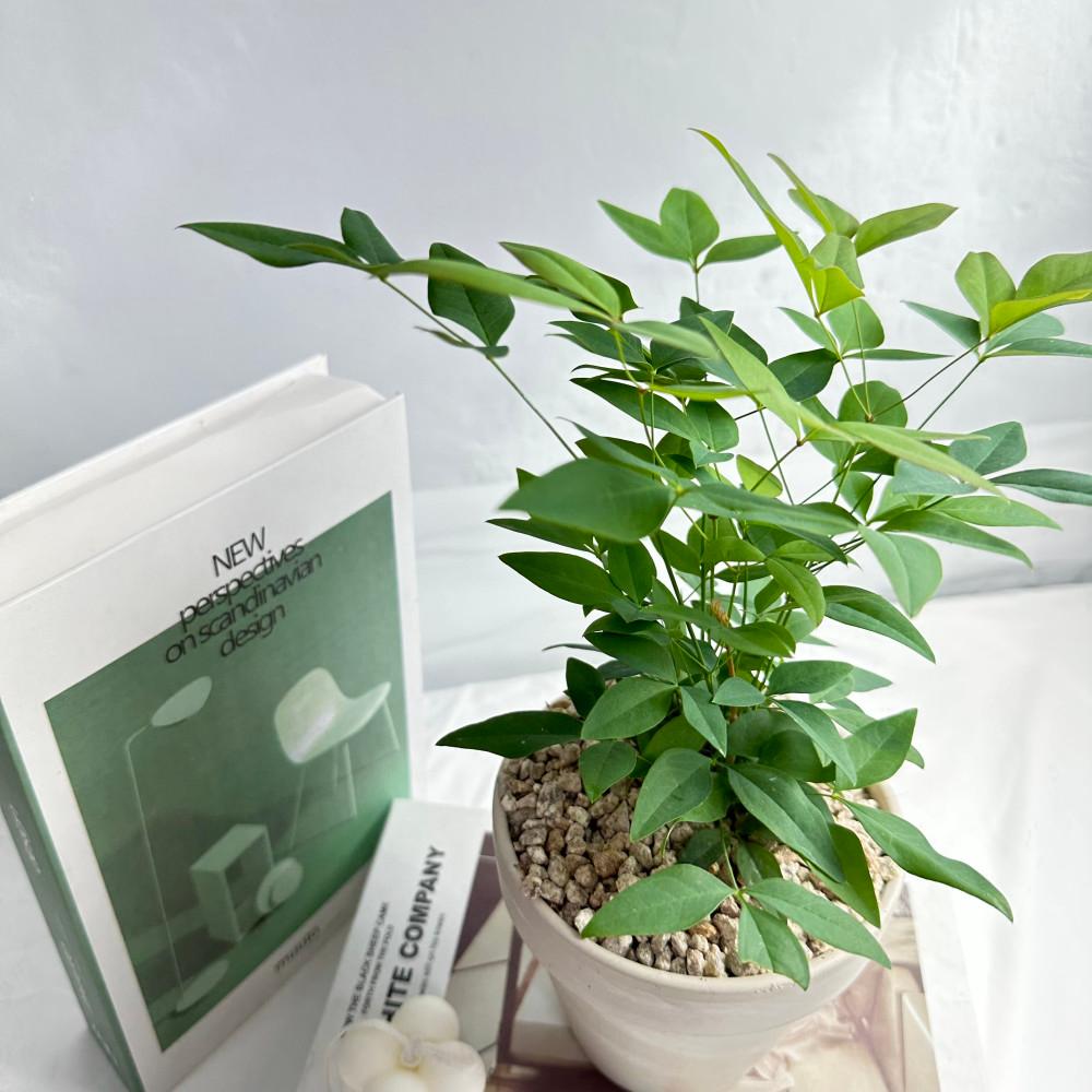 사계절을 담은 남천나무