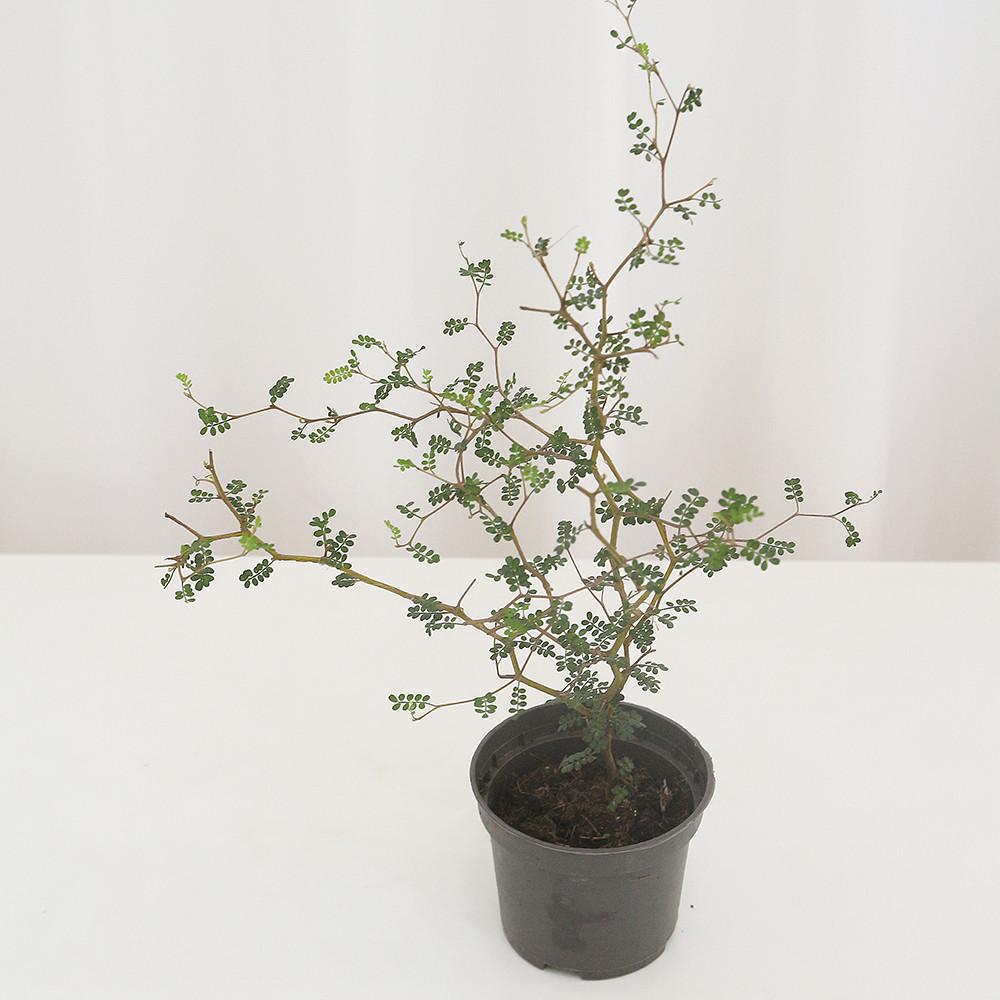 마오리소포라 소형 뉴질랜드야생화 수입식물