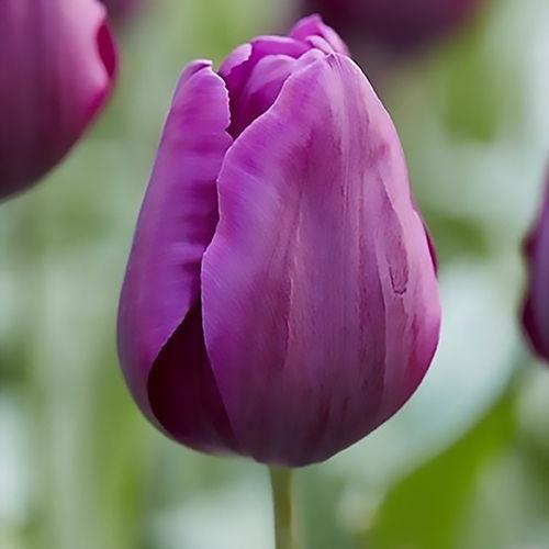 [얼리버드 2차]튤립 구근 - 딥 퍼플 록