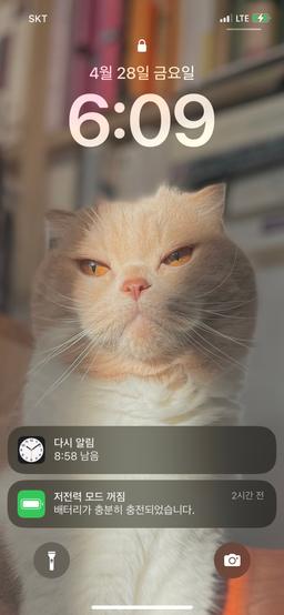 용감한모리