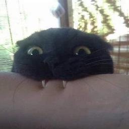 백일묭