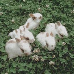 행복한롭이어토끼