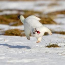 힘쎈일곱빛깔고냥이