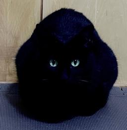 🐈‍⬛