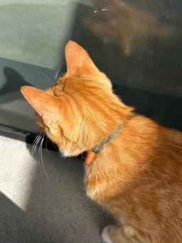 상쾌한빨간색고양이