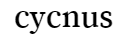 CYCNUS