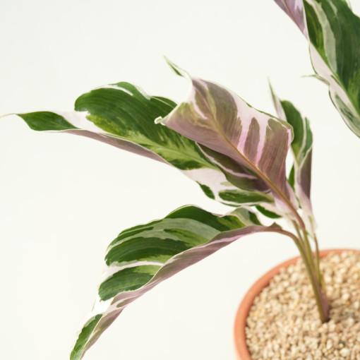 칼라데아 퓨전화이트 소형 키우기 꽃 화분 토분 공기정화식물