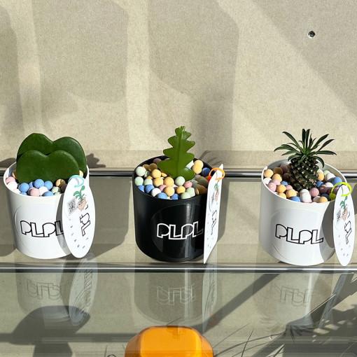 피쉬본 괴마옥 하트호야 SWEETY BALL / 귀여운 화분선물 키우기쉬운식물