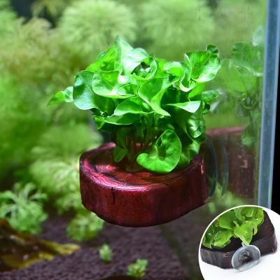 수초-부착형 절단유목 알테란테라-어항에 부착하는 수초장식