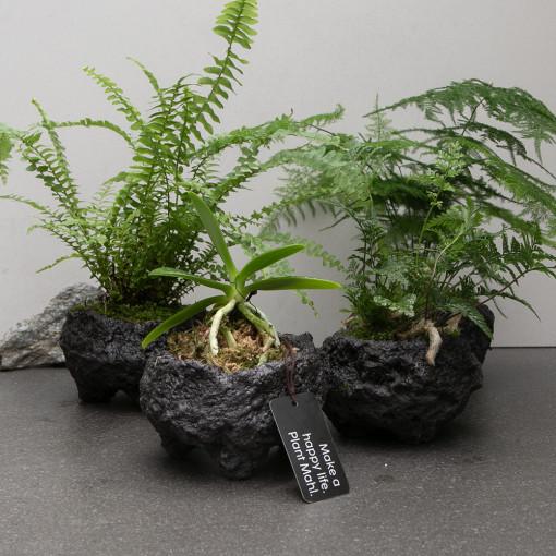 MAHL 더피고사리 후마타 대엽풍란 아스파라거스 블랙 화산석 화분 set