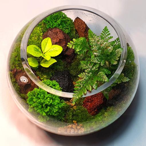 이끼테라리움 만들기 작은 숲 DIY (L)