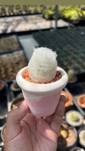 크리스마스에 어울리는 눈송이 예쁜 미니 환락 선인장 키우기 - 선물 개업 축하 사무실 다육식물 소품 소품샵