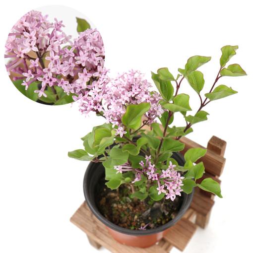 갑조네 미스김라일락 묘목 소품 정원수 조경수 꽃화분 꽃나무 키우기 실내 공기정화식물