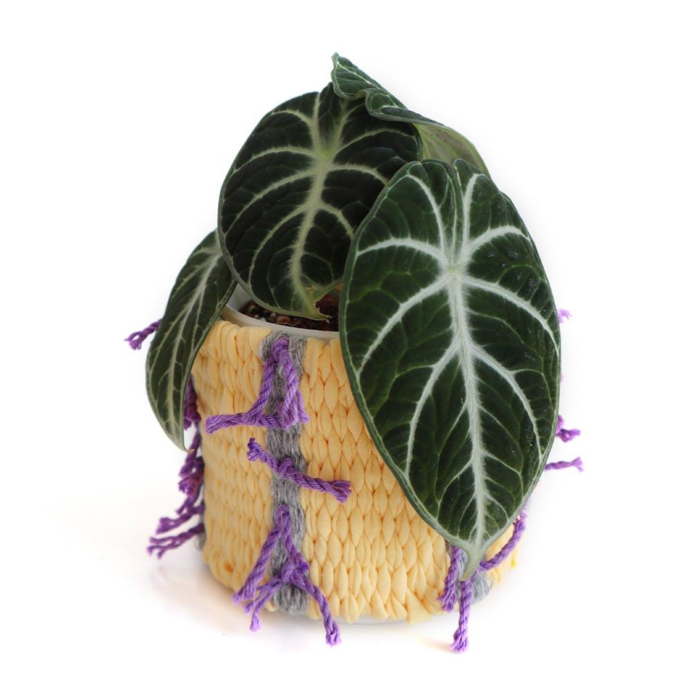 삐삐 팟 커버 _ 연노랑