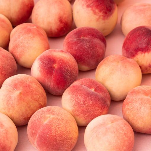 복숭아 신비복숭아 납작복숭아 딱딱이 말랑이 거반도 대극천 천도 백도 황도 하우스