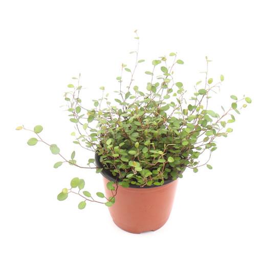 갑조네 트리안 실내 공기정화식물 수경재배 키우기 쉬운 식물 행잉 넝쿨 플랜테리어 반려식물