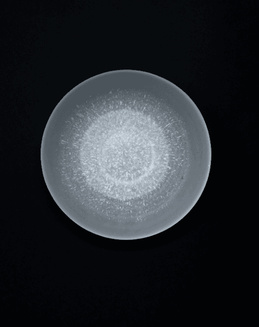 [4월 중 발송] Fubuki Dish 156mm