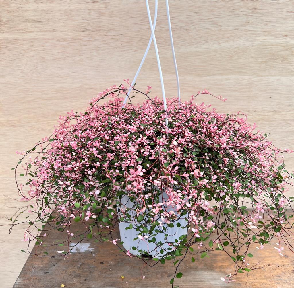 핑크트리안 무늬트리안 칼라트리안 핑크브리즈 중품 행잉식물 중형