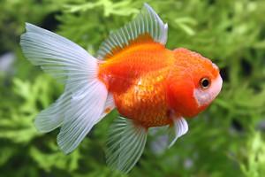 젤리헤드 오란다 [1마리]