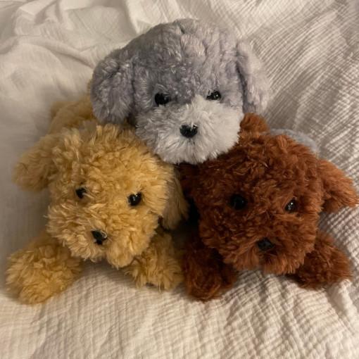 [선레몬] SUNLEMON 무릎인형 토이푸들 강아지 : 선레몬