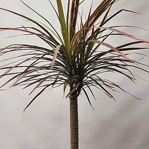 레인보우 마지나타 (무늬/80-90cm)